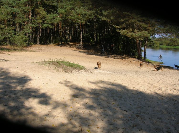 A inni szaleją na plaży